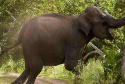 Sherpur farmer killed in elephant attack