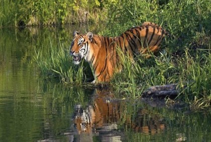 Sundarbans reopens to tourists