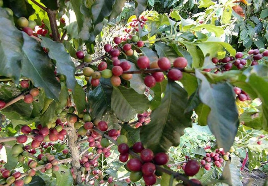 Did you know Bangladesh is producing its own coffee?