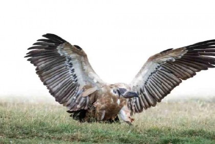 Bangladesh ahead of Asia in protecting the last of vultures