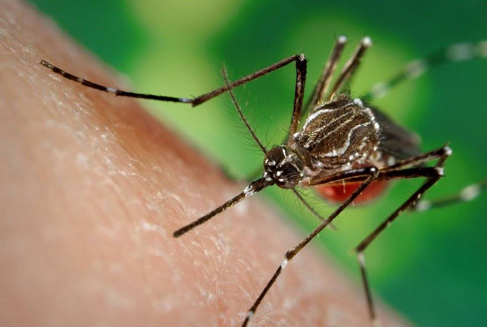 A spike in dengue death tolls