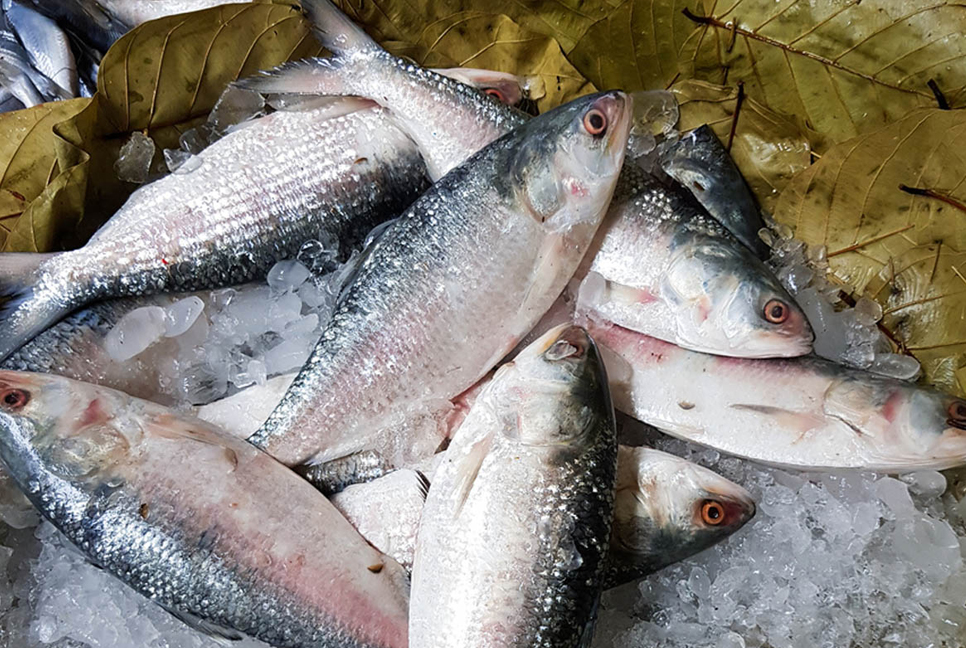 22-day ban on hilsa fishing begins Friday