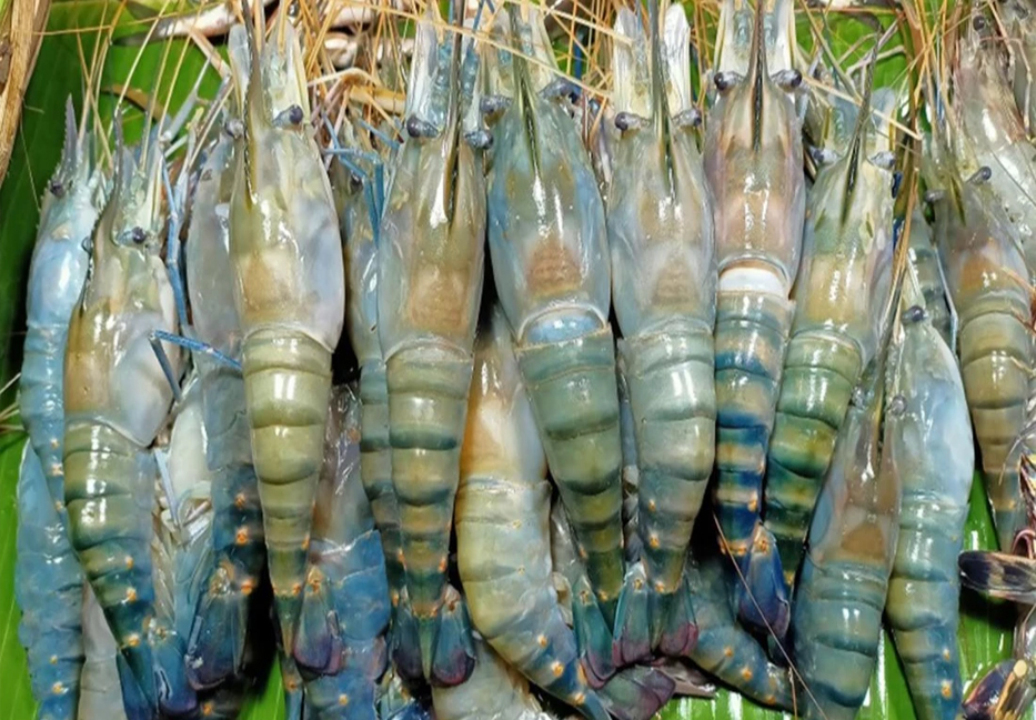 Shrimp farming endangered due to climate change in Khulna