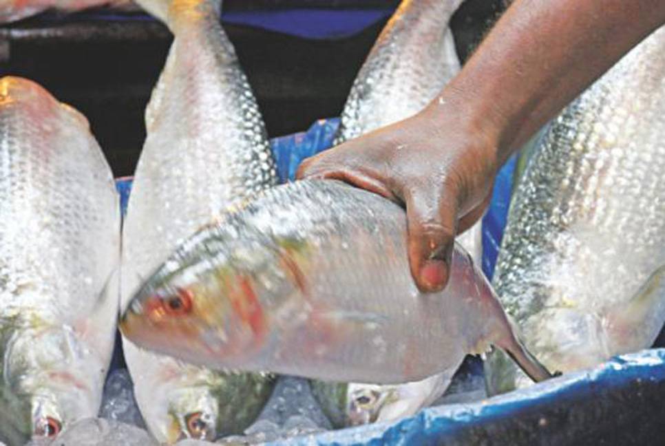 22-day ban on hilsa fishing begins tomorrow