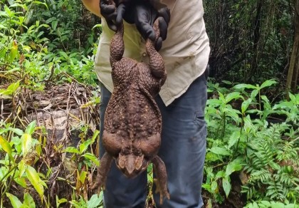 ‘Toadzilla’: Biggest toad found in Australia rainforest 
