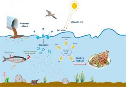 Microplastics spread at three rivers in Sundarbans