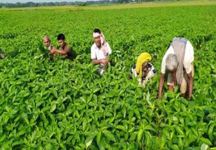 Govt starts disbursing Tk 8 crore incentives to 4 lakh jute farmers