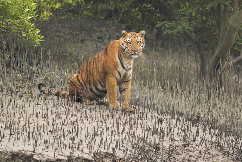 Tiger census continues in full swing in Sundarbans