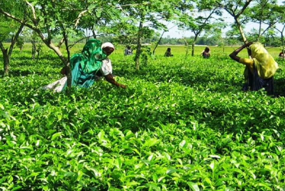 Tea farming becomes boon for farmers in Panchagarh 