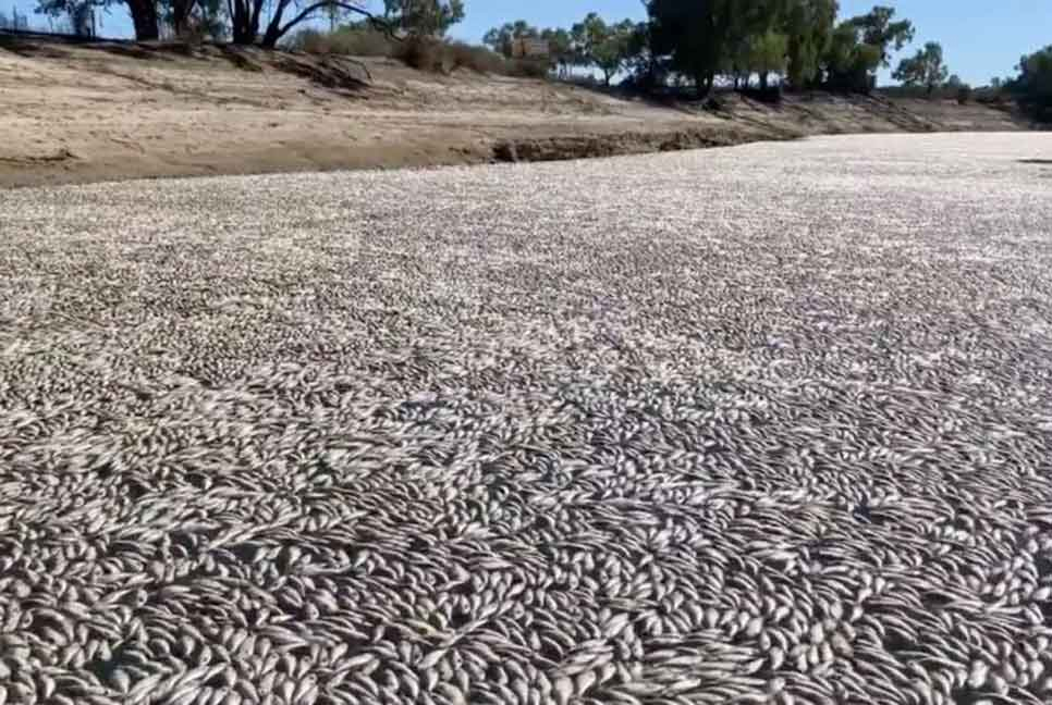 Millions of dead fish clog Australian river