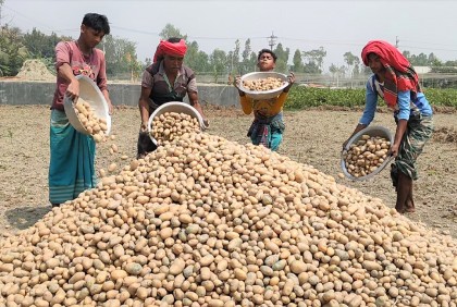 Bangladesh's potato export continues to grow: FAO