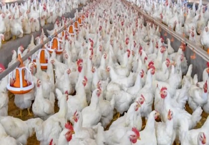 Broiler chicken price will decrease by Tk 30-40 per kg: DNCRP DG