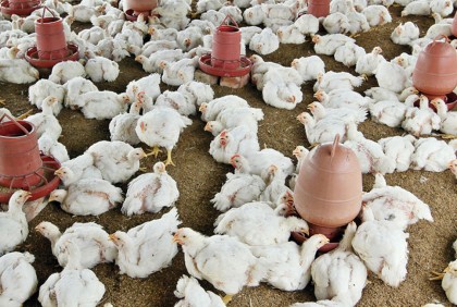 Broiler chicken goes up selling at Tk230 a kg, egg price decreases