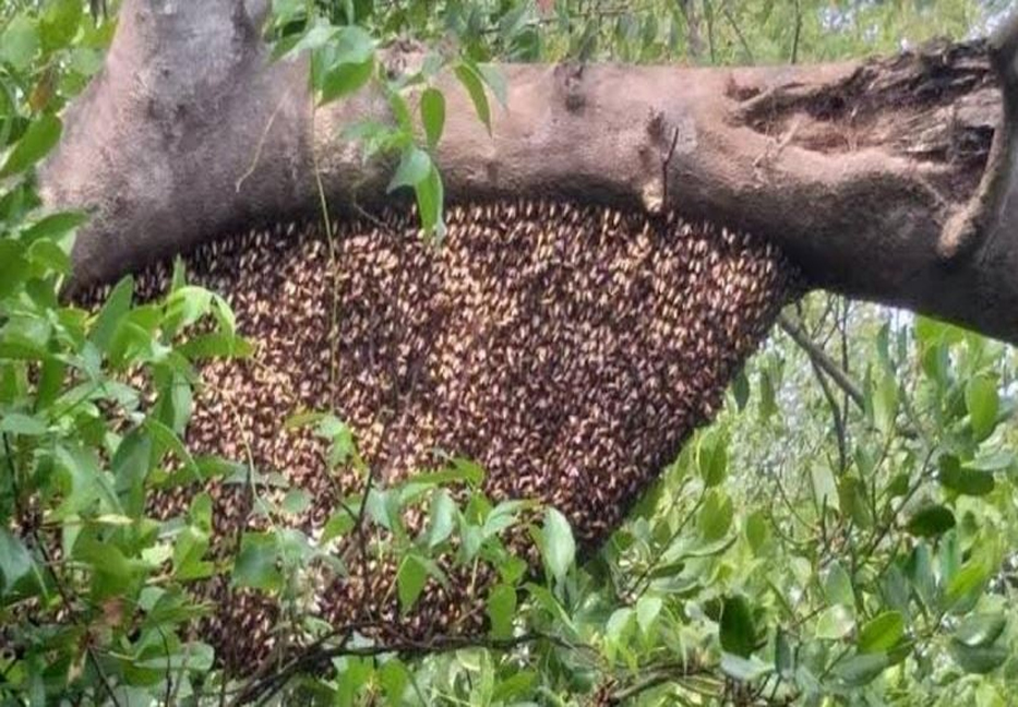 Honey collection from Sundarbans begins