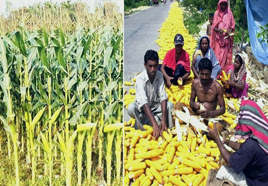 Maize production in Rangpur region likely to make all-time record

