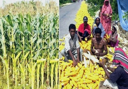 Maize production in Rangpur region likely to make all-time record

