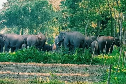 Wild elephant kills farmer in Sherpur