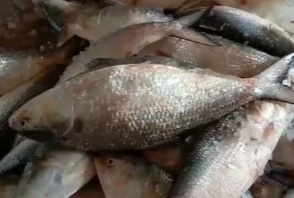 2-month ban on Hilsa fishing to end Sunday midnight