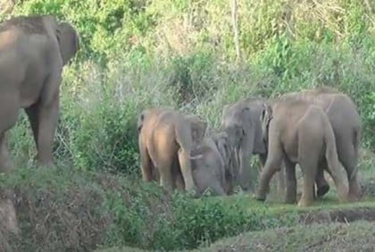 Farmer trampled to death by wild elephant in Sherpur