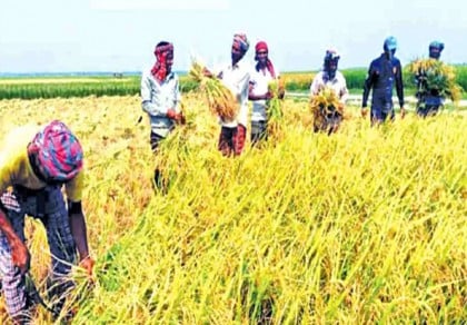 DAE asks farmers to harvest crops early as Cyclone Mocha looms over Bay