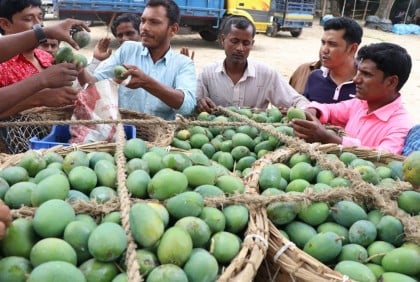 Prospect of exporting Tk 200-cr mango from Rajshahi region