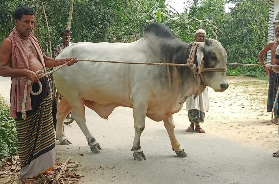 PM accepts cow as gift from couple for Eid-ul-Azha sacrifice