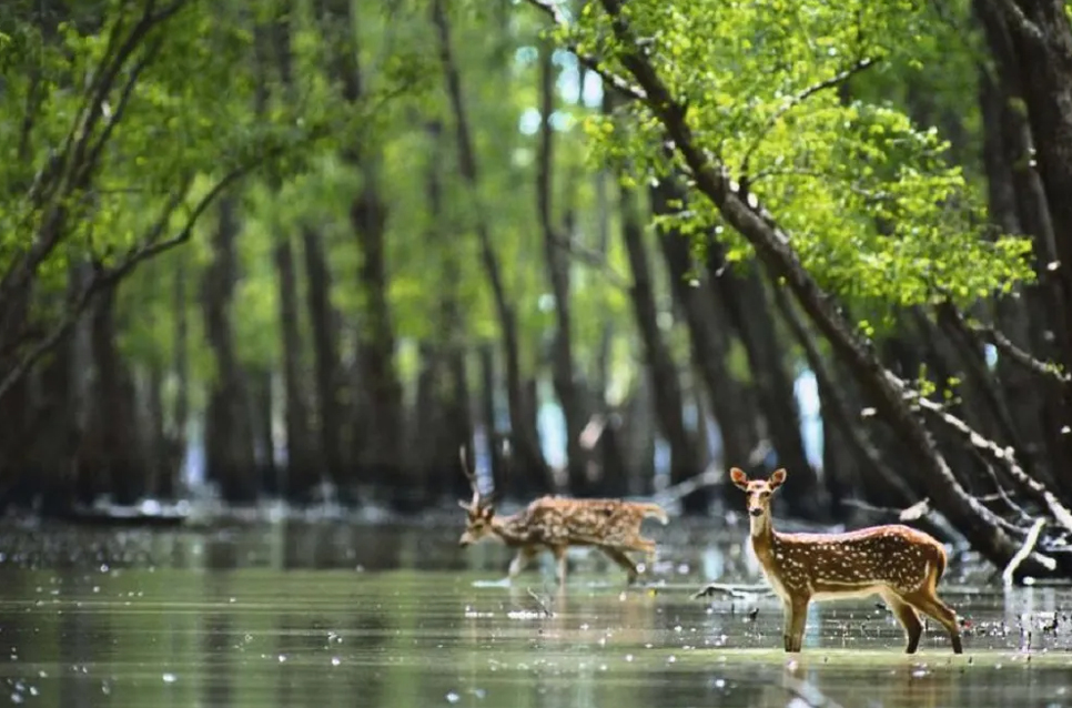 80 ponds restored in Sundarbans to meet freshwater demand for wildlife