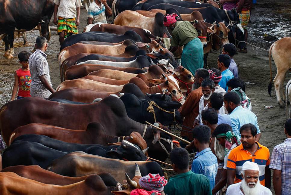 'Country has sufficient number of animals for Eid-ul-Azha'