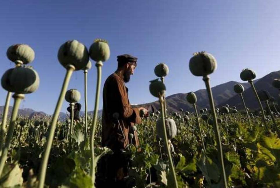 Afghanistan account for 80% of global opium production: Report 