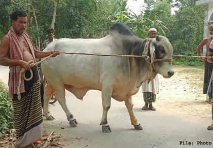 Farmer couple of Kishoreganj sacrifices cow in names of Bangabandhu, Bangamata, PM

