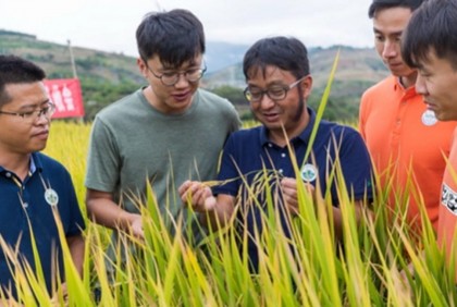 Bangladesh can go for Chinese perennial rice farming to reduce cost and labour