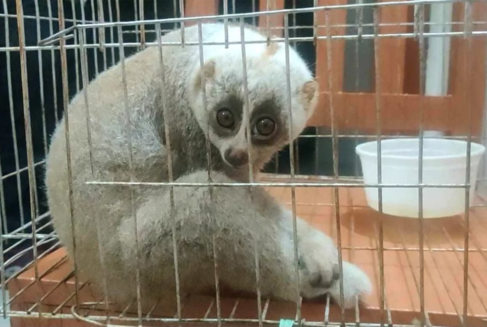 Endangered Lojjaboti monkey rescued in Rangamati, released in Kaptai National Park