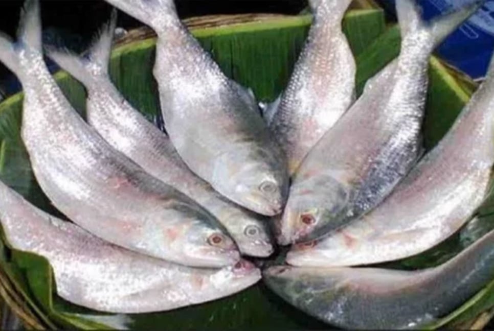 Chandpur wholesale market flooded with hilsa, price coming down