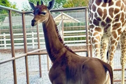 Rare spotless giraffe born in US zoo