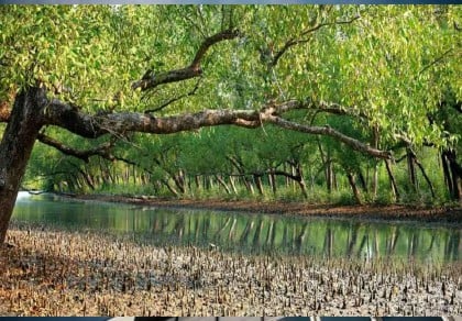 Sundarbans reopens to tourists, foresters after three-months