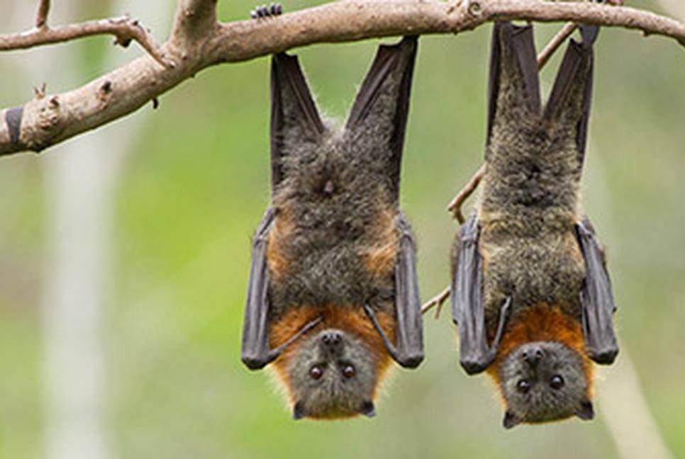 Nipah infection possible in more places in Southeast Asia: Nature