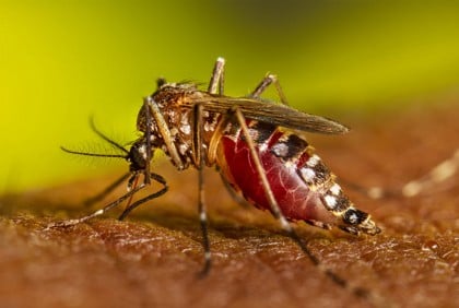 Dengue cases still high at end of season