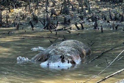 Tiger found dead in Sundarbans