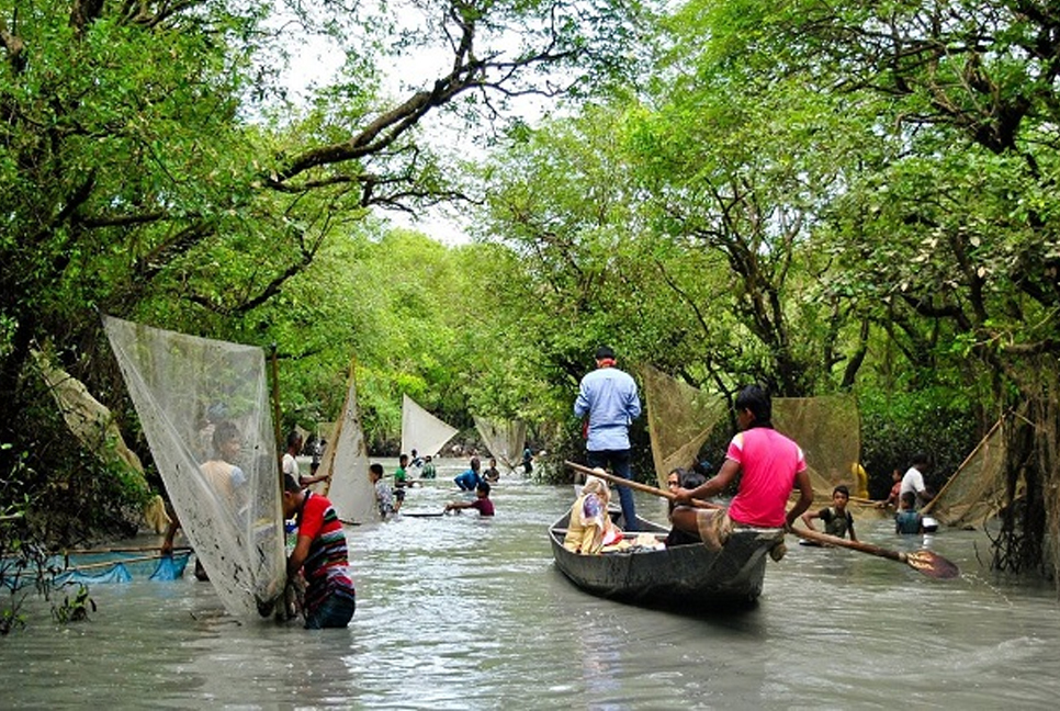 Exploring Ratargul Swamp Forest: A Comprehensive Travel Guide to the “Amazon of Bangladesh”