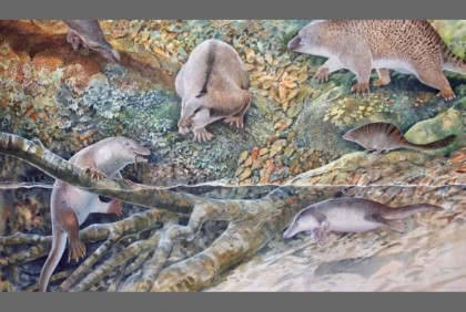 Scientists discover ancient 'echidnapus'