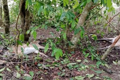 Cyclone Remal: Animal death toll in Sundarbans rises to 100