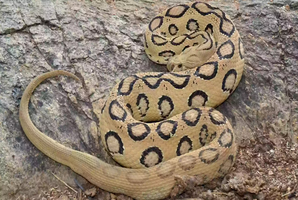 Russell's Viper: Myths, Facts, and Everything You Need to Know