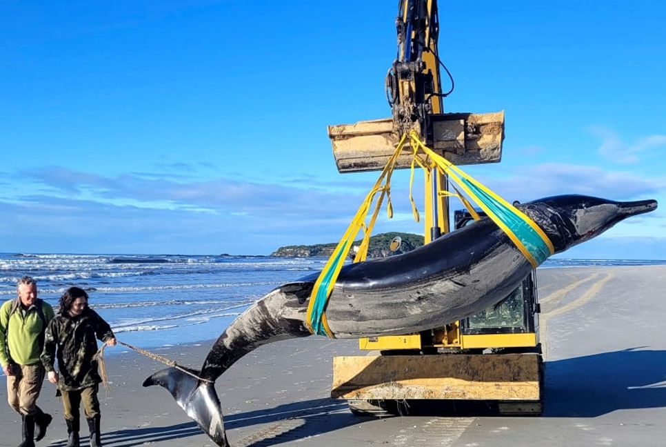 World's rarest whale washes up on New Zealand beach