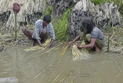 Natural disasters cause Tk 105cr loss in Kurigram’s agri sector this year