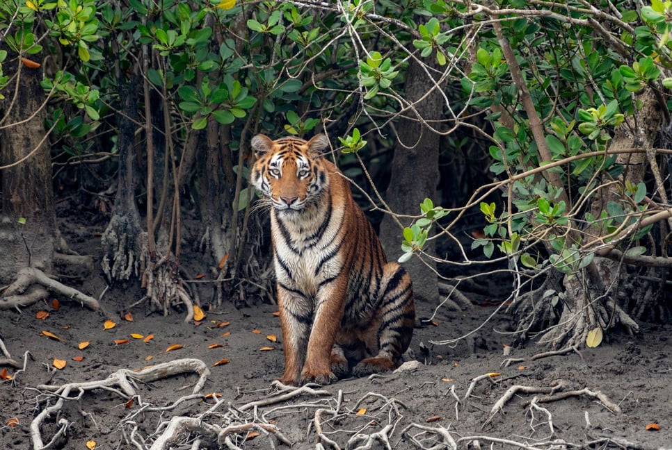 Sundarbans set to reopen Sunday after 3-month closure