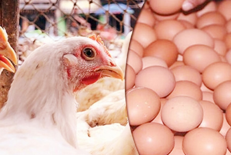 Govt fixes prices of egg, chicken