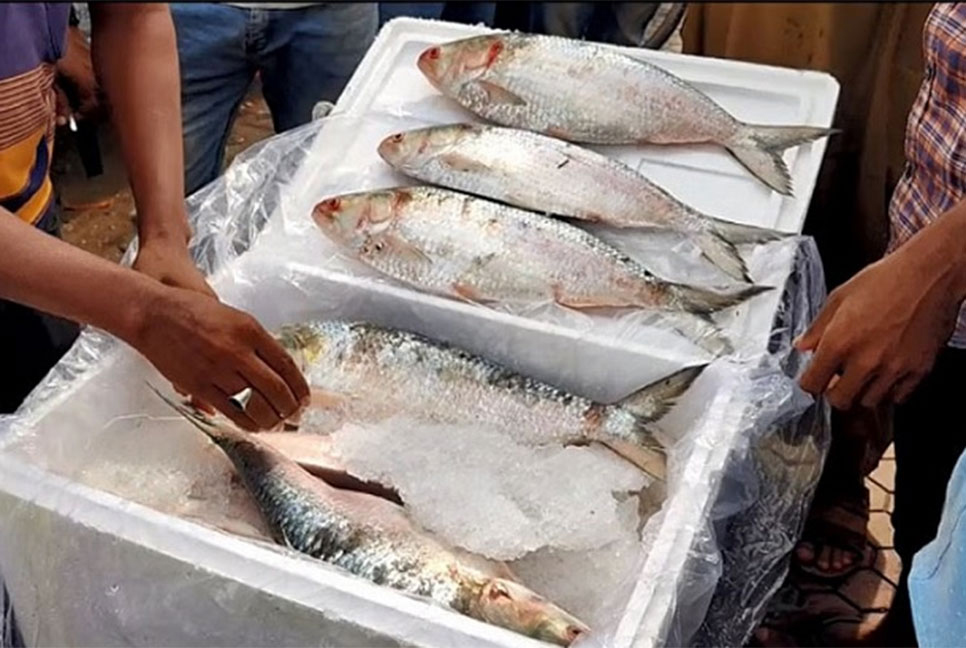 Bangladesh approves 3000 mts of Hilsa export to India ahead of Durga Puja

