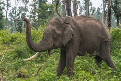 Two trampled to death by wild elephants in Ctg