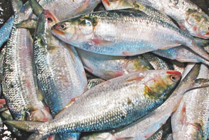 410 tons of hilsa exported to India since last Thursday