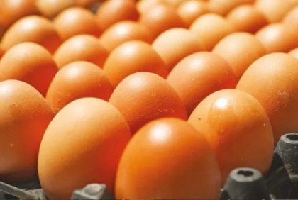 Govt permits import of 40.5 million eggs to stabilize market